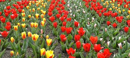 assets/beheerder-bestanden/schiff-urlaub-holland-800x600/map2/demo3.jpg, Holland